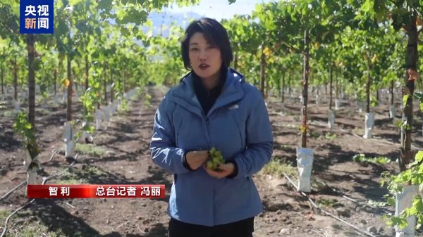 牛策略 总台记者探访丨应季的水果棘手的关税 智利水果产业“愁”